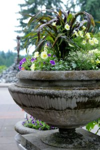 Large plant in pot with purple and yellow flowers